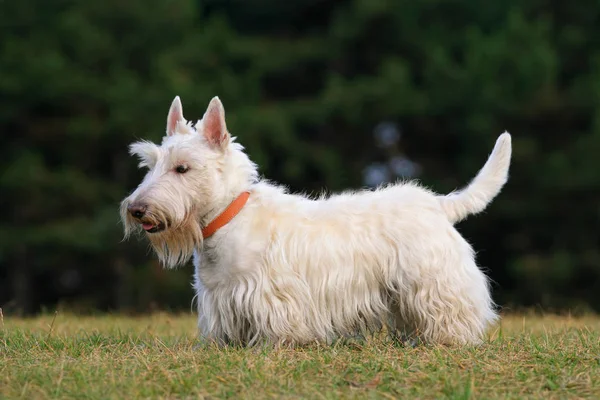 Witte Schotse Terriër — Stockfoto