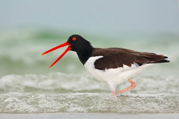 Pássaro americano Oystercatcher — Fotografia de Stock