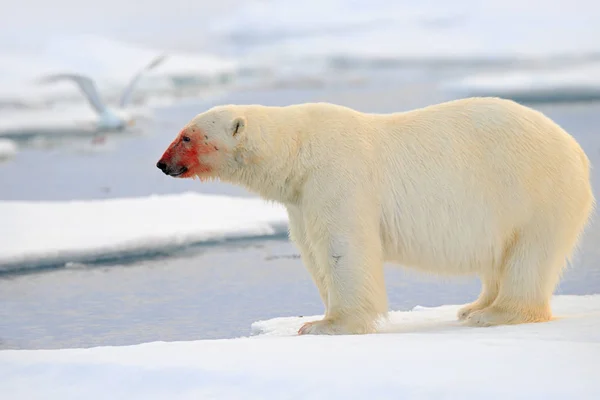 North  Polar bear — Stock Photo, Image