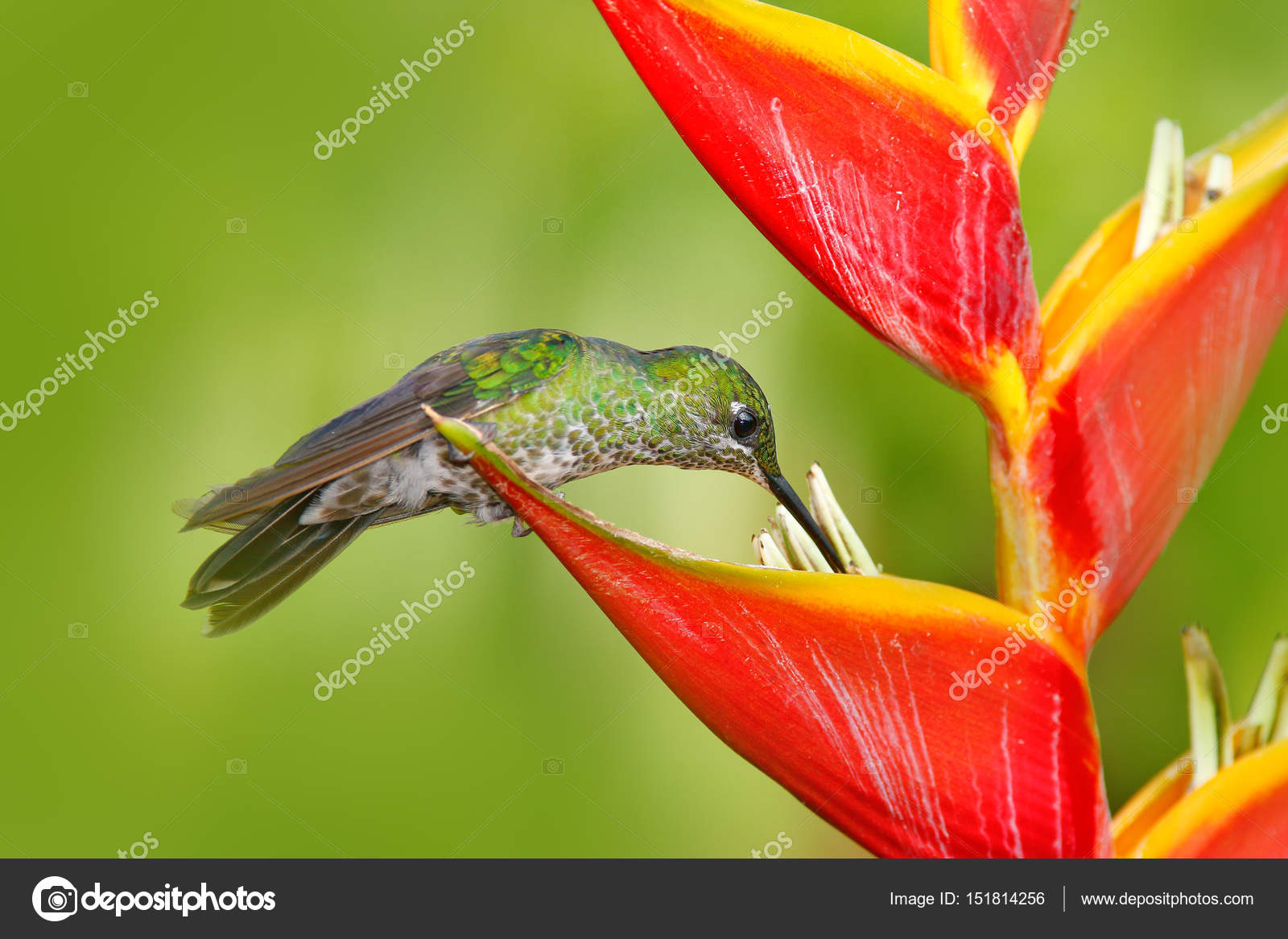 Hummingbird with tropical flower — Stock Photo © OndrejProsicky 151814256