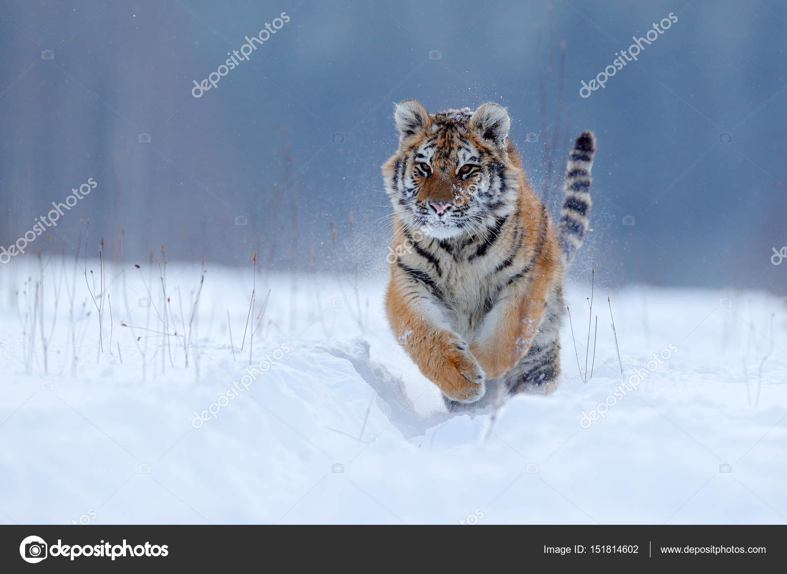 Amur tiger coming in from the cold 