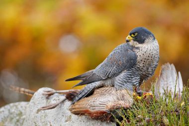 Avcılık Peregrine Falcon kuş