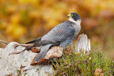 Hunting Peregrine Falcon bird clipart