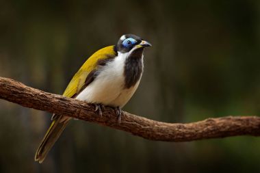 Mavi karşı karşıya Honeyeater karanlık ormanın içinde