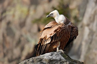 Wildlife Vulture scene in wild nature clipart