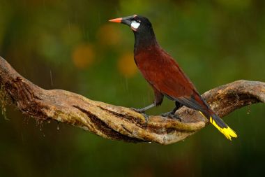 Montezuma Oropendola exotic bird  clipart