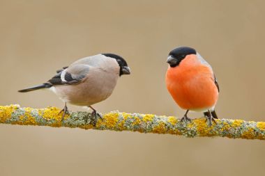 Sarı liken dalda oturan bullfinches