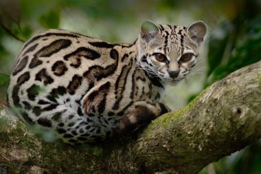 Wild cat from Costa Rica clipart