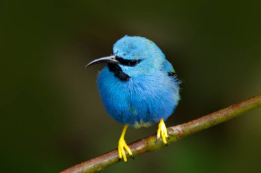 Güzel mavi parlayan Honeycreeper