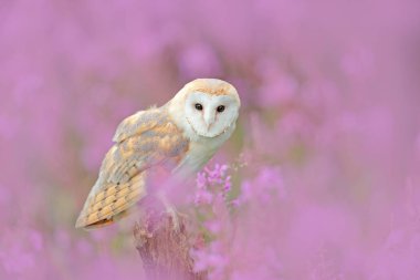 Beautiful owl in nature habitat clipart