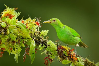 Yeşil Honeycreeper dişi