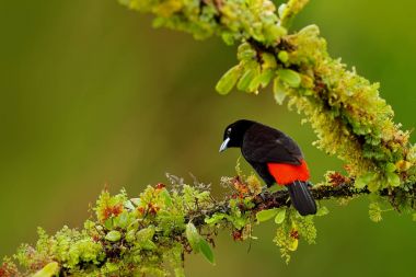 Black and red song bird Tanager clipart