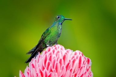 Hummingbird with tropical flower clipart