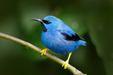 Güzel mavi parlayan Honeycreeper
