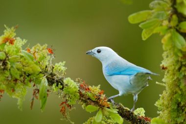 Yeşil bitki örtüsü içinde mavi tanager