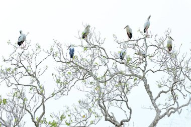 Ağaç üzerinde kuş kolonisi. Asya openbill leylek, Anastomus oscitans, büyük bir yürüyen kuş leylek ailesinin Ciconiidae var. Kuş doğa yaşam alanı, Sri Lanka, Asya. Sri Lanka kuş gözlem.