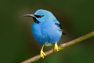 Güzel mavi parlayan Honeycreeper