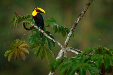 Tropikal orman dalında oturan toucan