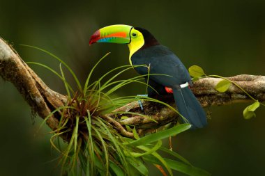 Toucan sitting on the branch in tropical rain clipart