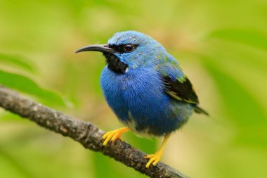 Güzel mavi parlayan Honeycreeper