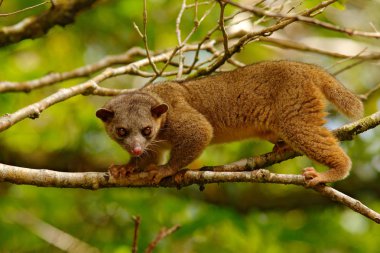 Kinkajou from Costa Rica clipart