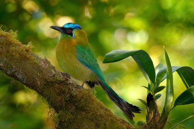 Motmot kuş Mavi tepeli