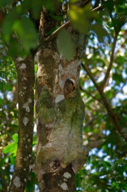 Sloth hidden in the dark green vegetation clipart