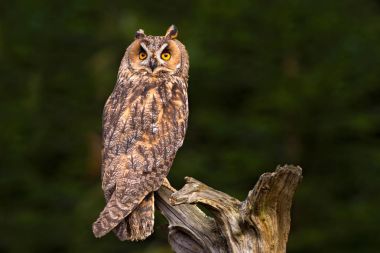 Beautiful owl in nature habitat clipart