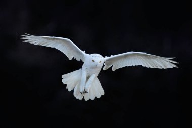 Doğa ortamlarında güzel baykuş