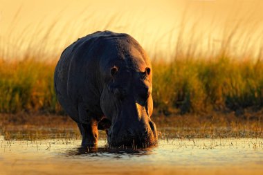 Akşam güneşi ile Afrika su aygırı