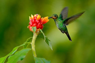 Hummingbird with tropical flower