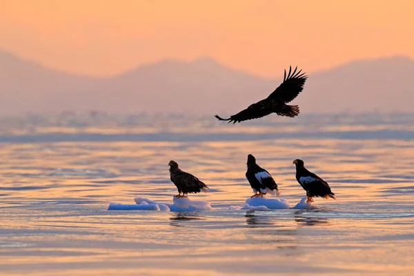 Denizin üzerinde uçan kartal — Stok fotoğraf