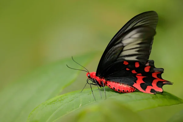 Hermosa mariposa veneno negro y rojo — Foto de Stock