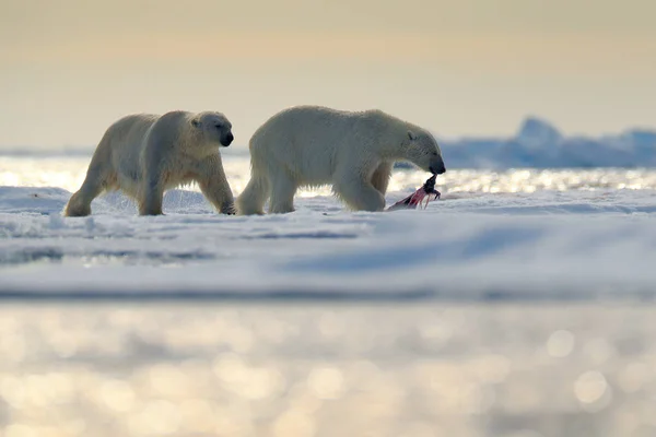 Пара белых медведей с шкурой тюленя — стоковое фото