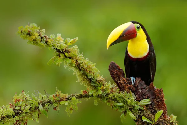 Toucan sitting on the branch in tropical rain — Stock Photo, Image