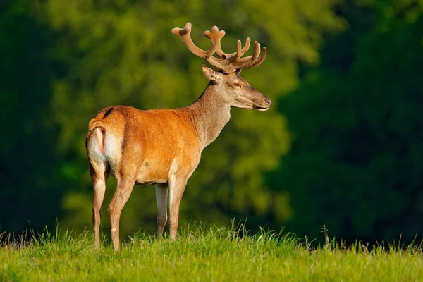 Krachtige volwassen edelhert hert — Stockfoto