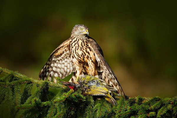 Cena de animais selvagens com Goshawk — Fotografia de Stock