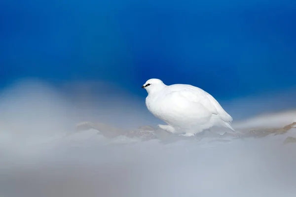 Skála Ptarmigan bílý pták — Stock fotografie