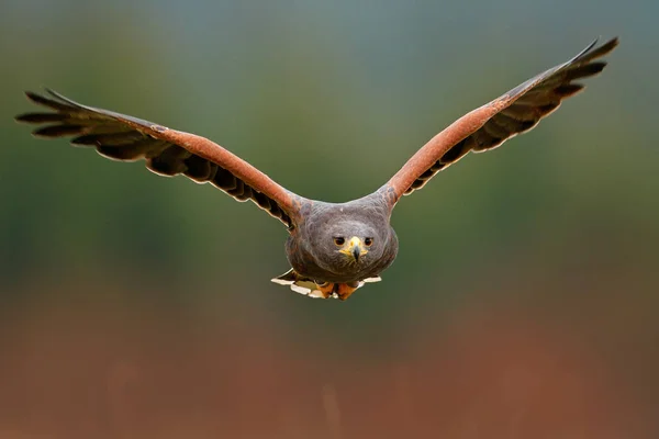 Wild dier scène met hawk — Stockfoto