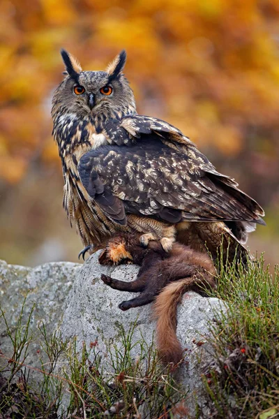 Krásná sova v přírodní stanoviště — Stock fotografie