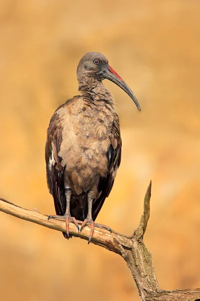 Hadada Ibis ptak z długim bill — Zdjęcie stockowe