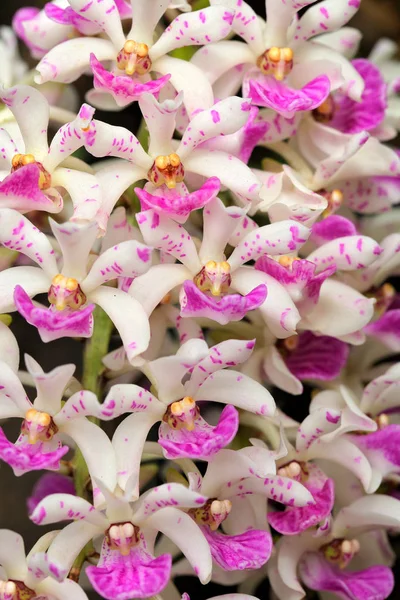 Orchidea selvatica fiore fiorito — Foto Stock