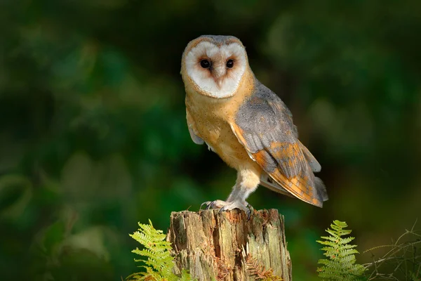 Beautiful owl in nature habitat — Stock Photo, Image