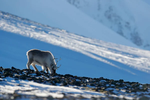 Winterlandschap met rendieren — Stockfoto