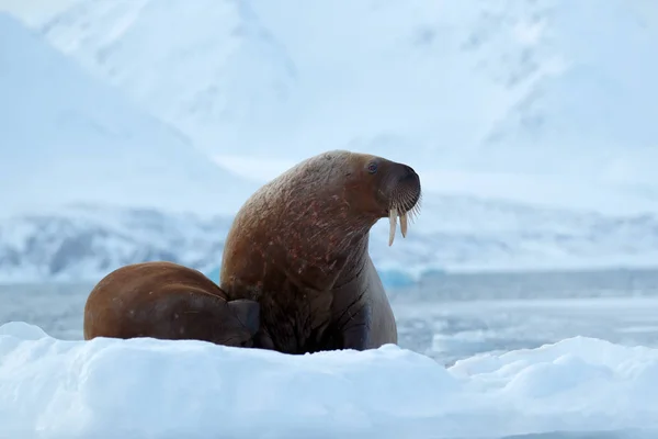 Walrus uitsteken uit blauw water — Stockfoto