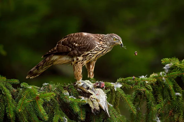 Cena de animais selvagens com Goshawk — Fotografia de Stock