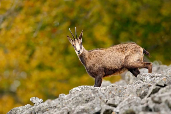 What is a chamois?  Candid Animal Cam 