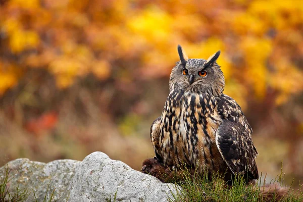 Beautiful owl in nature habitat — Stock Photo, Image