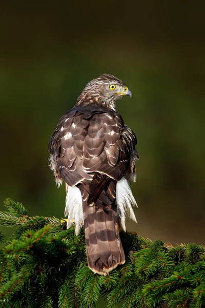 Wildtier-Szene mit Habicht — Stockfoto