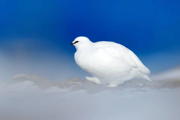 Skála Ptarmigan bílý pták — Stock fotografie